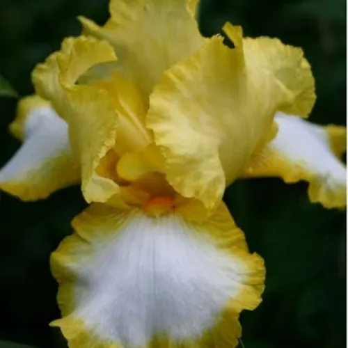 Ирис Хё Хайнесс