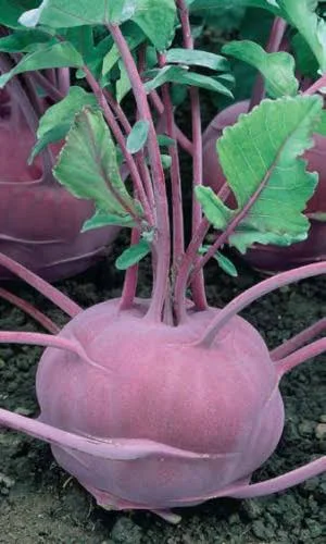 Капуста кольраби Мадонна 0,5гр