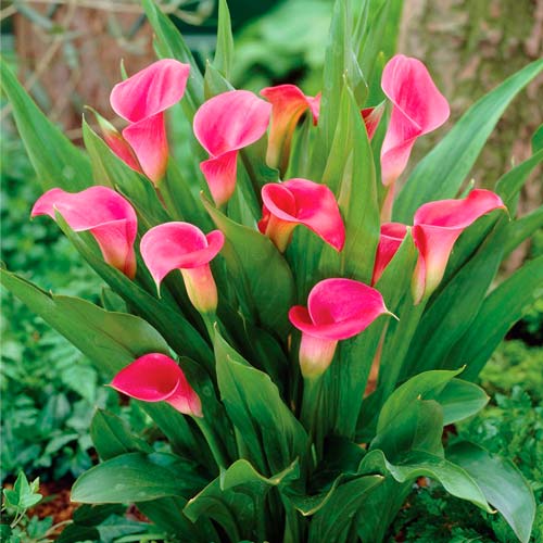 Калужница Огоньки лесная 0,05г