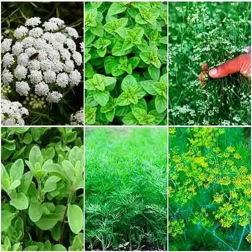 Кухонные пряности к птице 2,6г