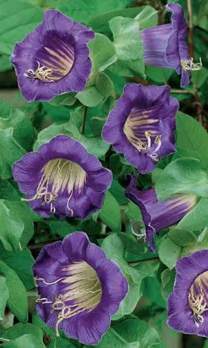 Кобея Фиолетовая 0,45гр