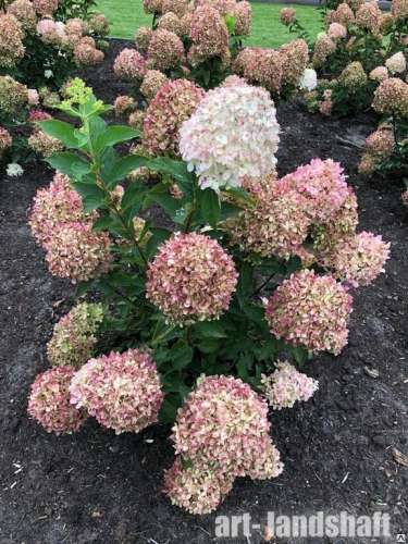 Гортензия метельчатая Вимс Ред