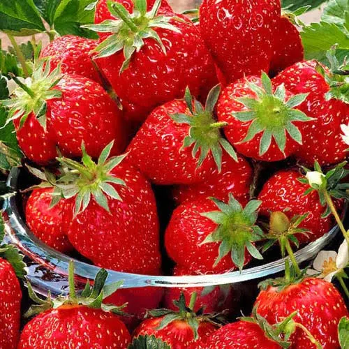 Земляника Карамель крупнопл.