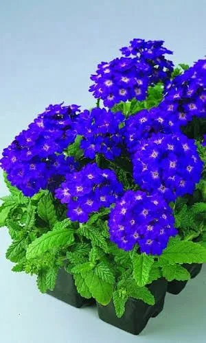 Вербена Синяя с глазком