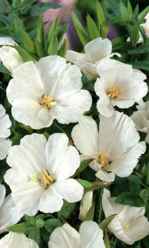 Гомфрена Земляничная поляна