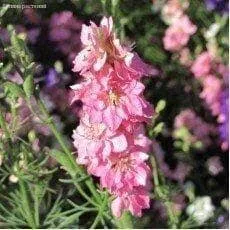 Дельфиниум Голубое облако 0,05г