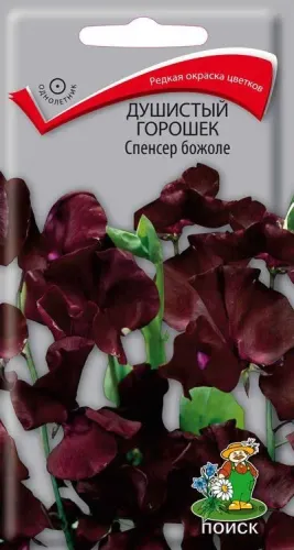 Душистый горошек Спенсер божоле