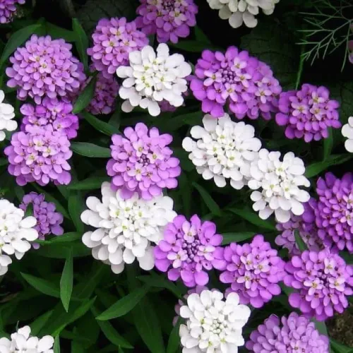 Иберис зонтичный Гранатовый лед