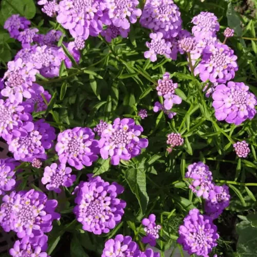 Иберис зонтичный Смесь окрасок