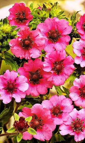 Лапчатка Мисс Вильмот непальская