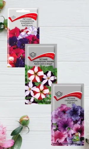 Петуния Аладдин Арабские ночи грандифлора