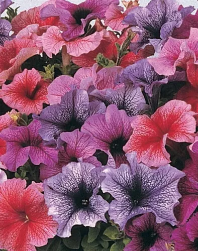 Петуния Дэдди Орхид