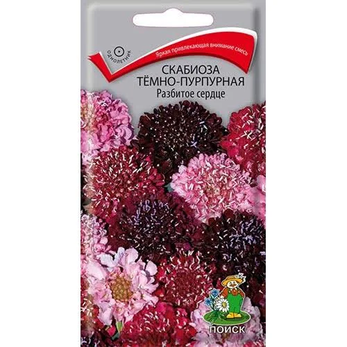 Скабиоза Разбитое сердце