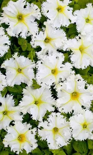 Петуния Афродита бахром.белая